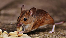 24 Hour & Emergency Exterminators in Los Nietos, CA